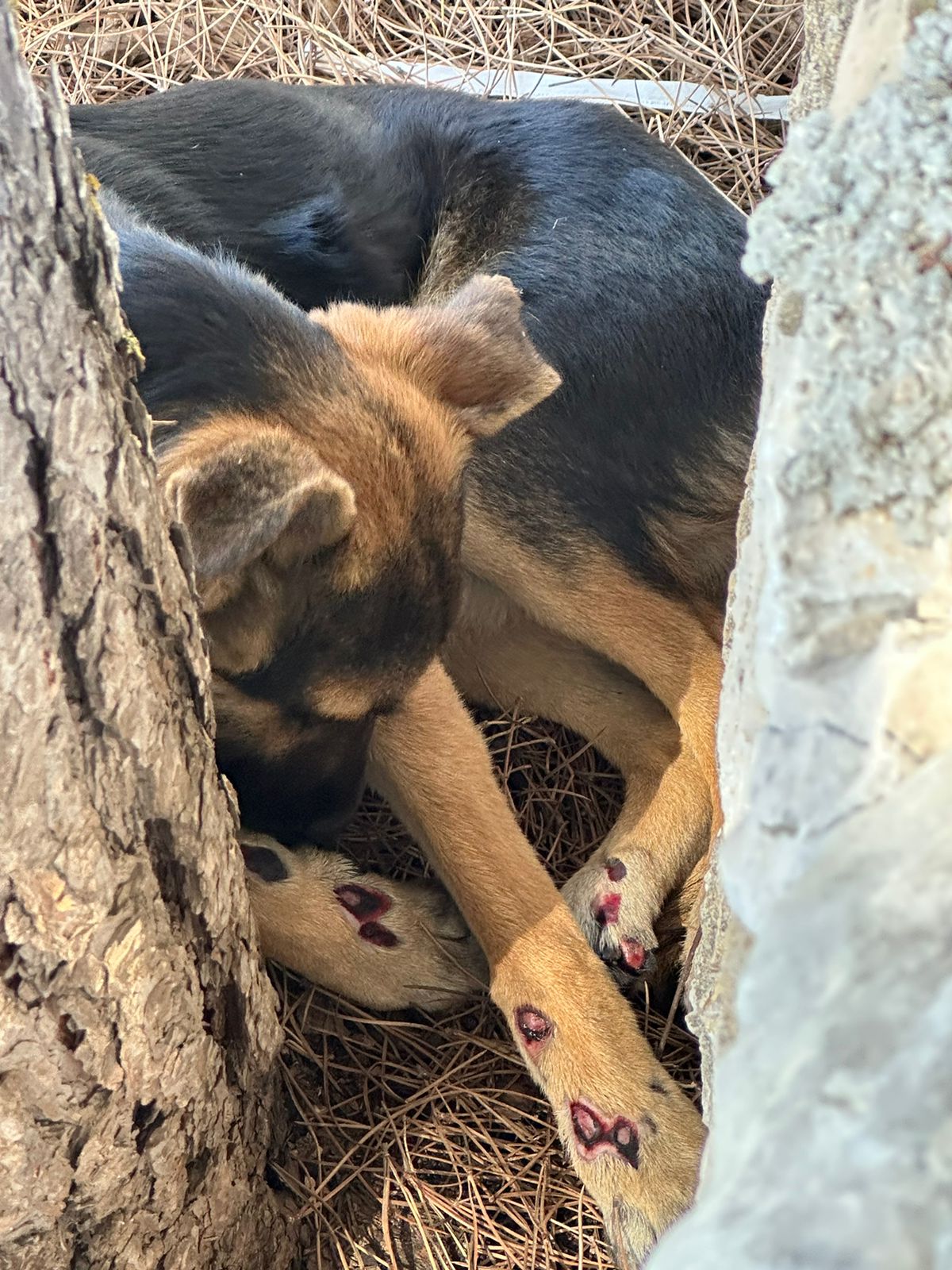 أقدما على تعذيب كلب وربطه وجرّه بوحشيّة بواسطة حبل مربوط بسيارة، وشعبة المعلومات أوقفتهما خلال ساعات